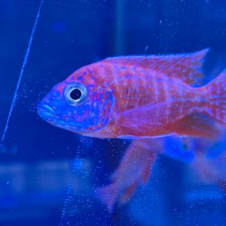 Radiant Ruby Red Peacock Cichlid – The Crown Jewel | Fish R Us