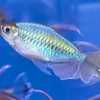 Adorable Congo Tetras | Premium Iridescent Rainbow Characin | Fish R Us