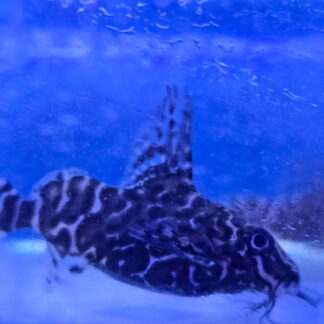 Stunning Synodontis Eupterus | Premium Featherfin Catfish | Fish R Us