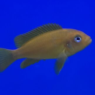 Breathtaking PS Msobo Magunga | Vibrant Deep Orange & Blue | Fish R Us