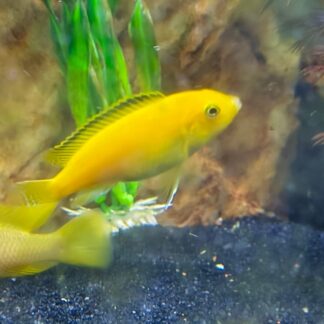 Vivid Yellow Lab Cichlids – Premium "Yellow Lab" African Cichlid | Fish R Us