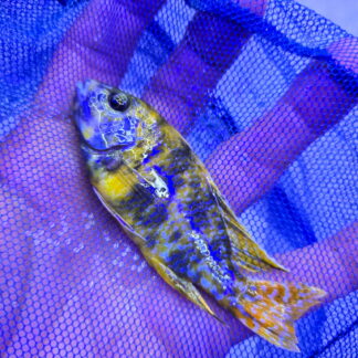 Luminous Golden OB Peacock Cichlid – Premium Marbled African Cichlid | Fish R Us