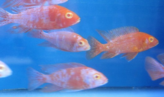 Dazzling Albino Super Red OB Peacock Cichlids – Vibrant Masterpieces | Fish R Us