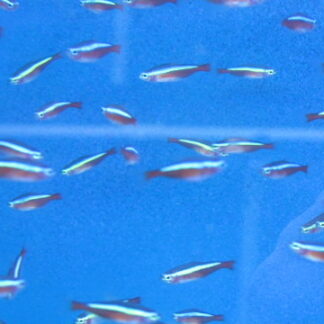 Tetras