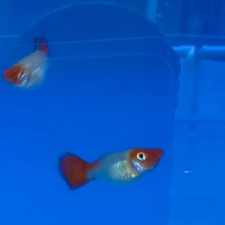 Albino Red Cap Kohaku Swordtail with white body and red head patch from Fish R Us