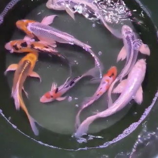 Koi