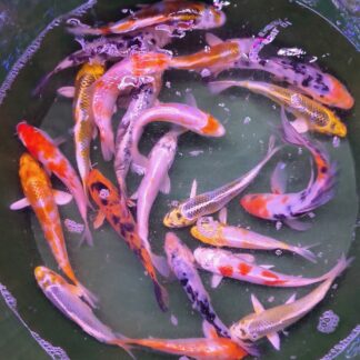 Robust Standard Fin Koi 3-4 Inch | Premium Grade Pond Starters | Fish R Us