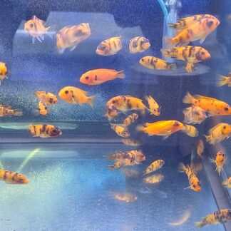 Vibrant Cherry Red OB Peacock Cichlids | Stunning Centerpiece | Fish R Us