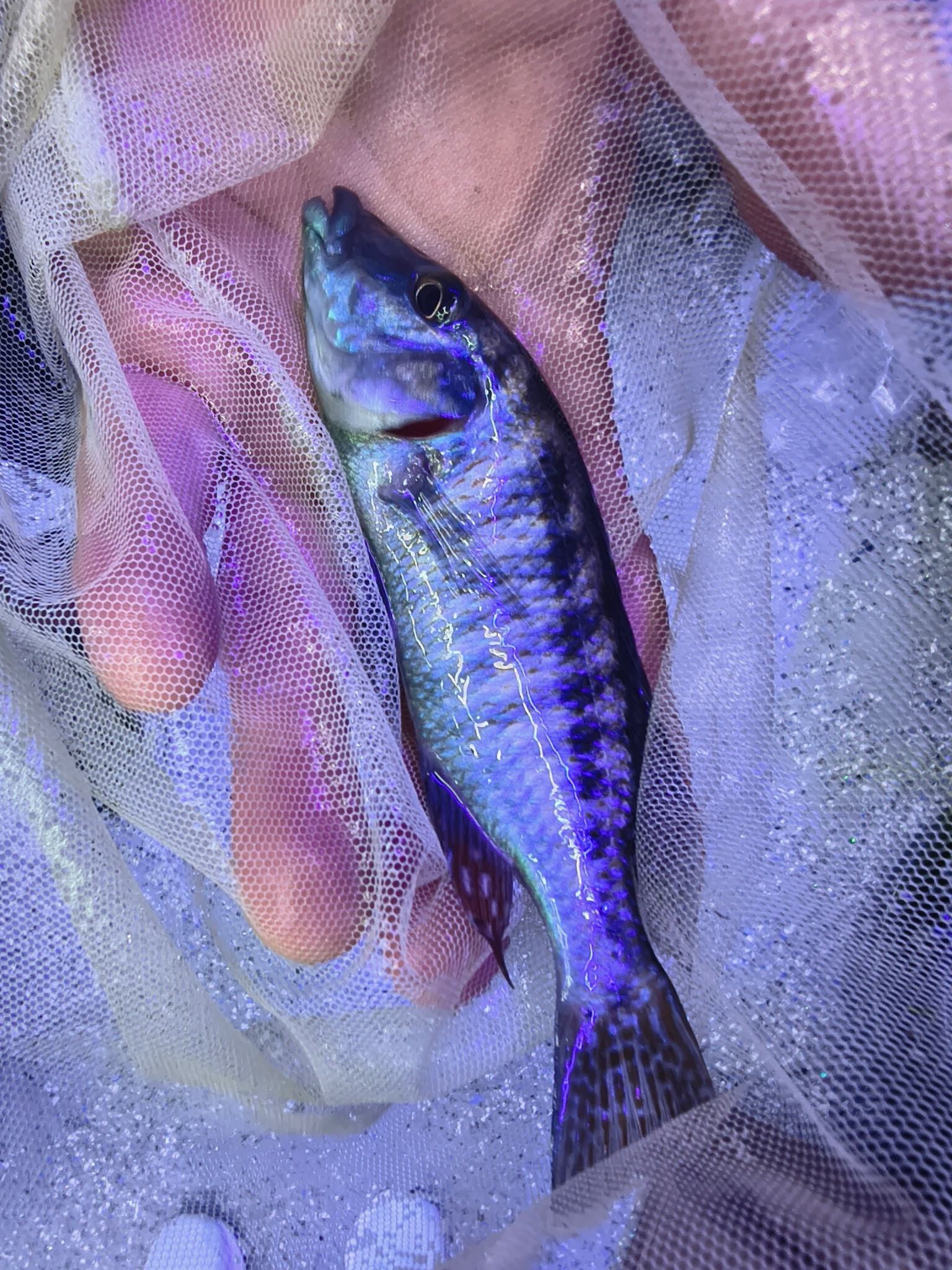 Spectacular Lichnochromis Acuticeps Malawi Gar | Fish R Us - Image 2