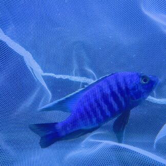 Radiant Hap. Copadichromis Azureus/Ovatus Cichlids | Fish R Us