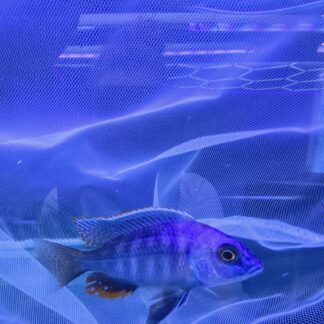 Stunning Hap. Ndiwe Fire Blue Taeniolatus | Fish R Us