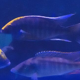 Splendid Hap. Spilonotus Sulphurhead Cichlids | Fish R Us