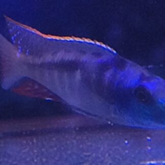 Spectacular Lichnochromis Acuticeps Malawi Gar | Fish R Us