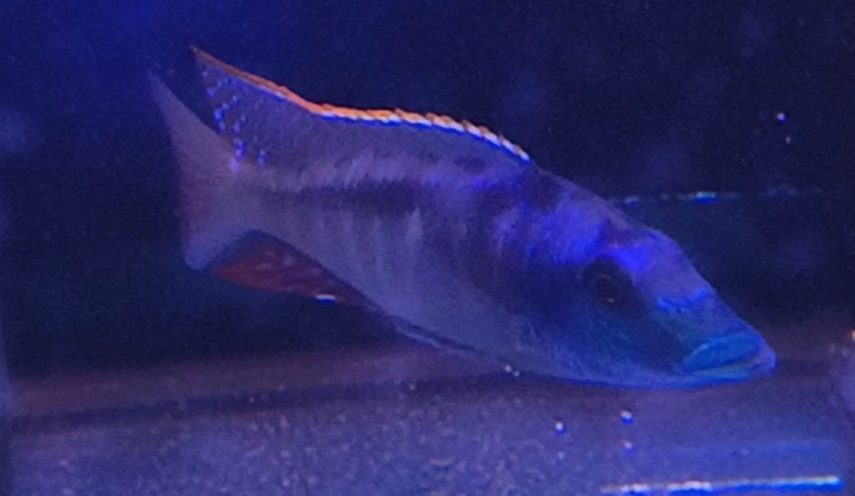 Spectacular Lichnochromis Acuticeps Malawi Gar | Fish R Us