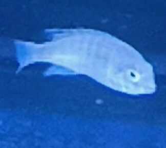 Elegant Lab. Caeruleus Nkhata Bay Cichlids | Fish R Us