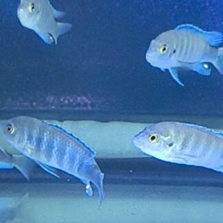 Exquisite Lab. Chizumulu Island Cichlids | Fish R Us