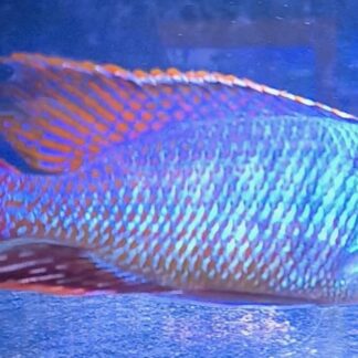 Exceptional Hap Red Empress Cichlids | Fish R Us
