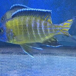 Opulent A. Usisya Flavescent Peacock Cichlids | Fish R Us