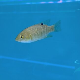 Paratilapia Bleekeri – Madagascar "Starry Night" Cichlid (Large Spot) | Fish R Us