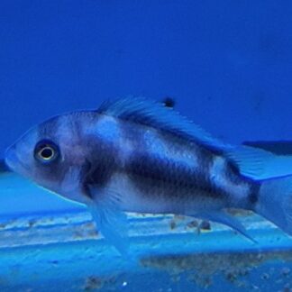 Black Widow Frontosa | High-Contrast Marble Pattern | Fish R Us
