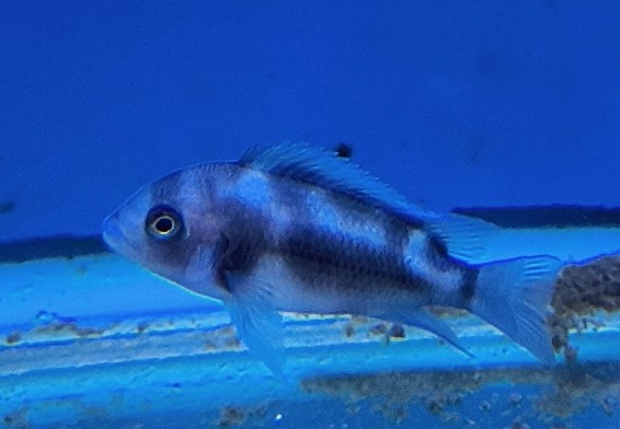 Black Widow Frontosa | High-Contrast Marble Pattern | Fish R Us
