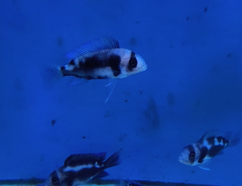 Black Widow Frontosa | High-Contrast Marble Pattern | Fish R Us - Image 6