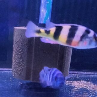 Vibrant Hap. Zebra Obliquidens | Fish R Us