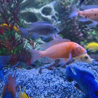 Buy Fish