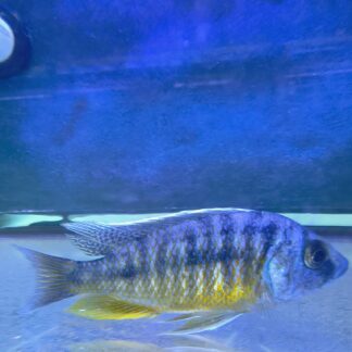 Impressive Hap. Insignus Orange Tanzania Cichlids | Fish R Us