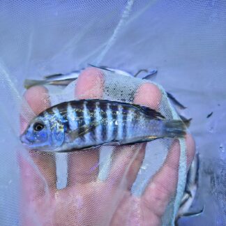 Exquisite Lab. Zebra Lundo Island Cichlids | Fish R Us