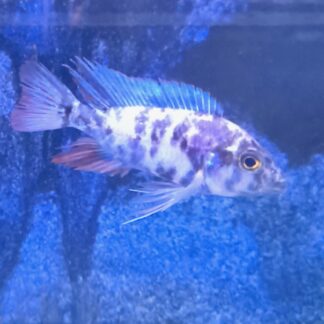 Illustrious Platinum OB Peacock Cichlids | Fish R Us