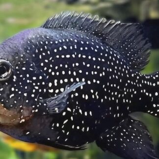 Paratilapia - "Starry Night" Cichlids