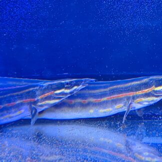 Fire Eel (Mastacembelus erythrotaenia) – Vibrant Freshwater Eel | Fish R Us