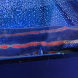 Fire Eel