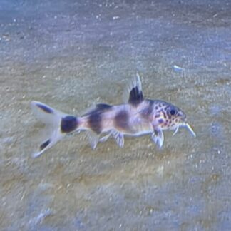 Synodontis Decorus – Showpiece Clown Squeaker Catfish | Fish R Us