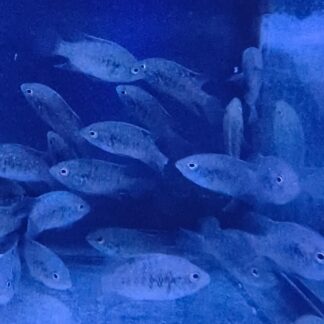 Paratilapia Polleni – "Small Spot" Starry Night Cichlids | Fish R Us