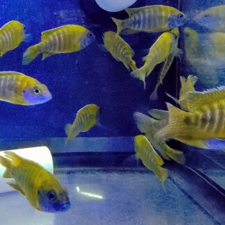 Vivid A. Benga Baenschi Sunshine Peacock Cichlids | Fish R Us