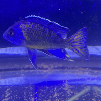 Stunning A. Ngara Flametail Peacock Cichlids | Fish R Us