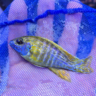 Golden Majesty A. Sunshine Yellow Maleri Peacock Cichlids | Fish R Us