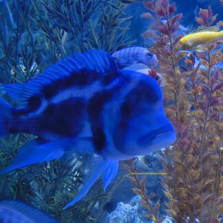 Black Widow Frontosa | High-Contrast Marble Pattern | Fish R Us