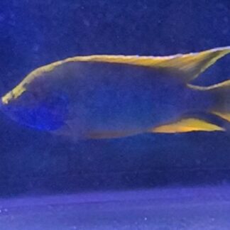 Breathtaking A. Lemon Jake Peacock Cichlids | Fish R Us
