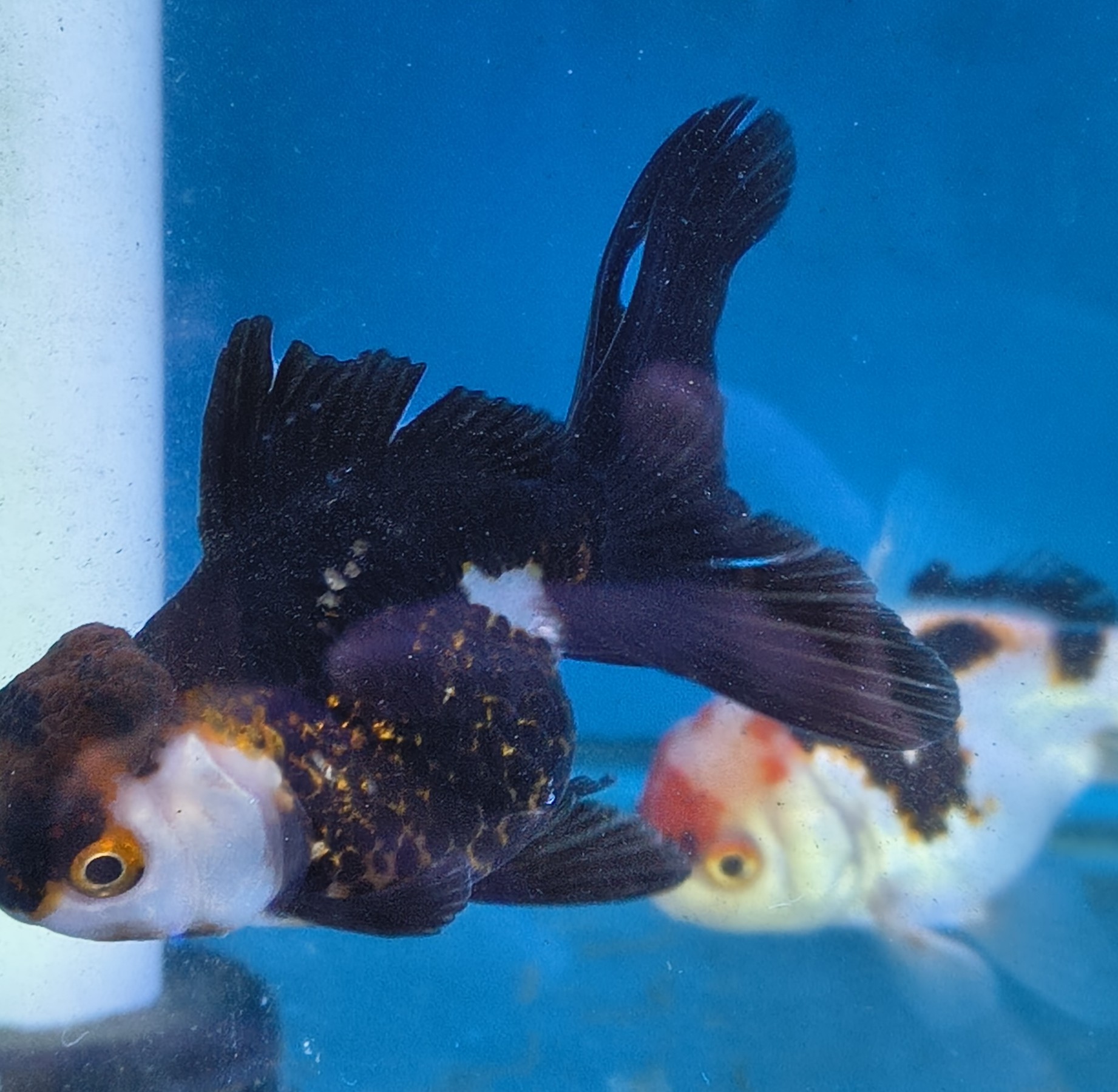 Premium Tricolor Oranda Goldfish - Shanghai Imported | Fish R Us - Image 2