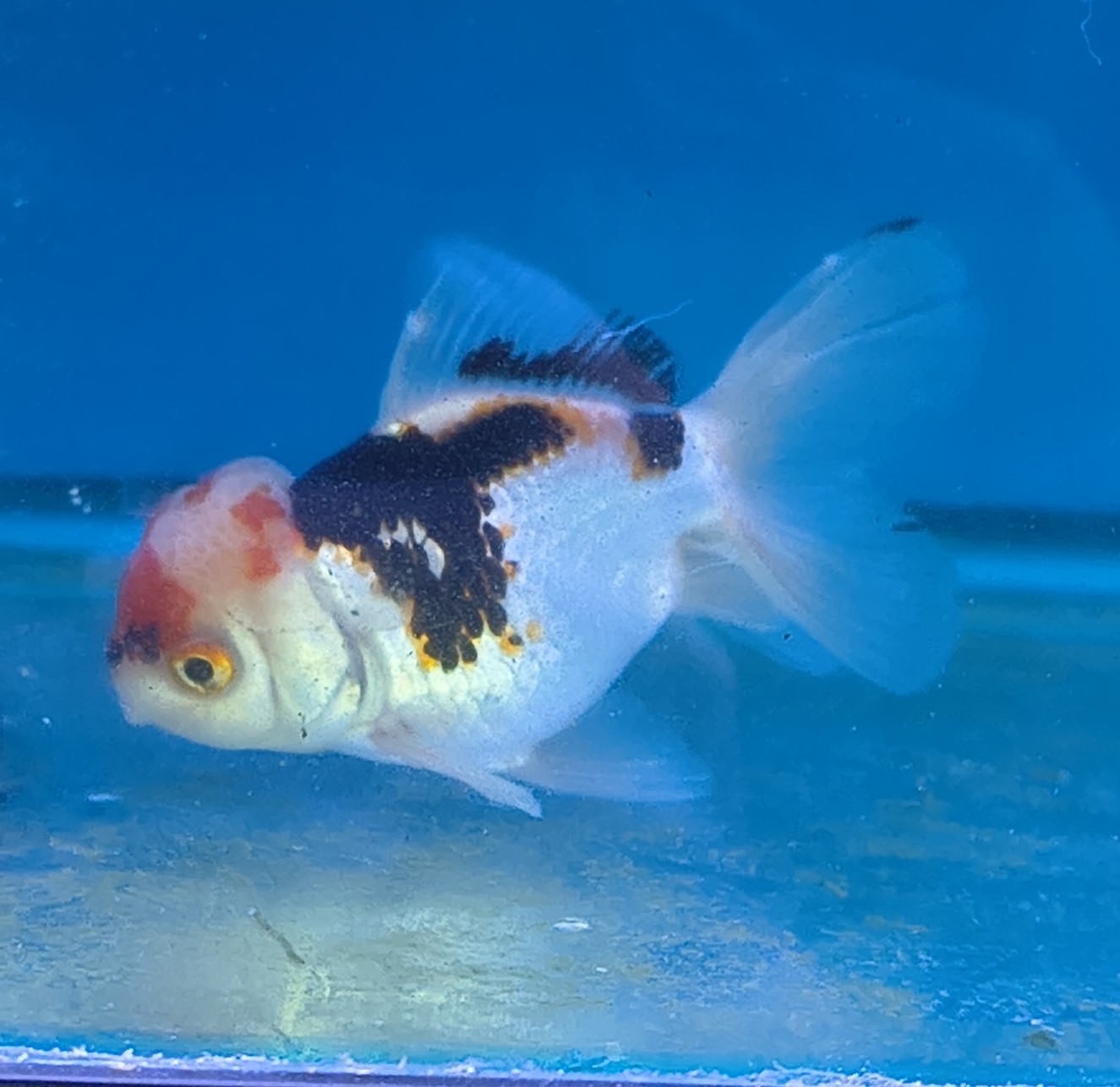 Premium Tricolor Oranda Goldfish - Shanghai Imported | Fish R Us - Image 3