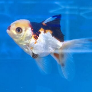 Premium Tricolor Oranda Goldfish - Shanghai Imported | Fish R Us