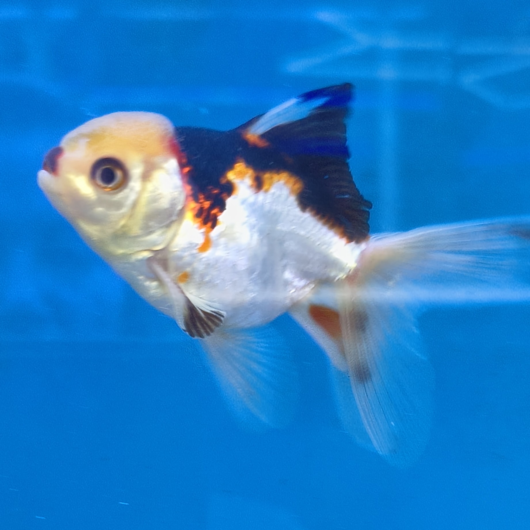 Premium Tricolor Oranda Goldfish - Shanghai Imported | Fish R Us
