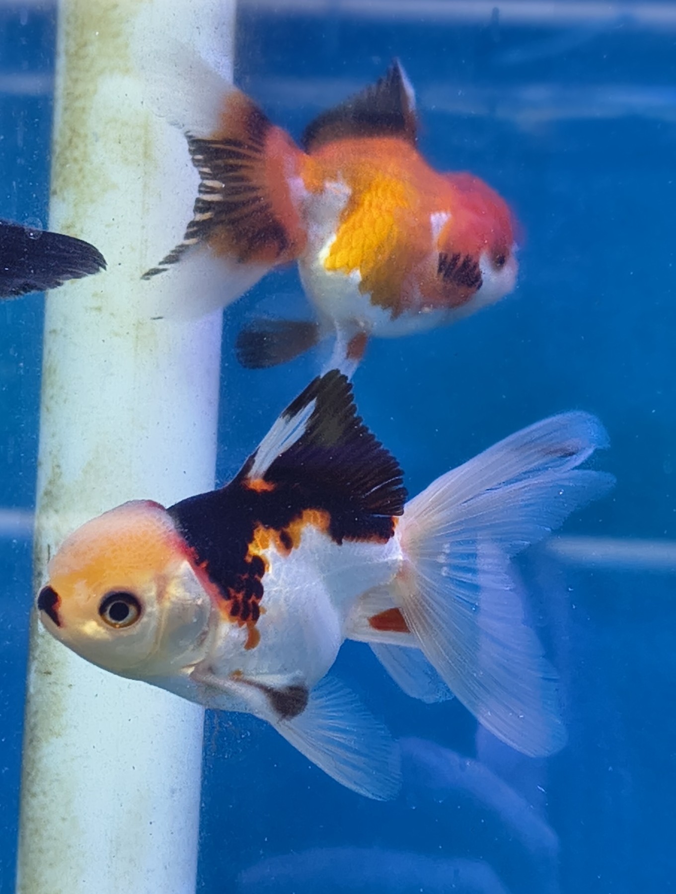 Premium Tricolor Oranda Goldfish - Shanghai Imported | Fish R Us - Image 4