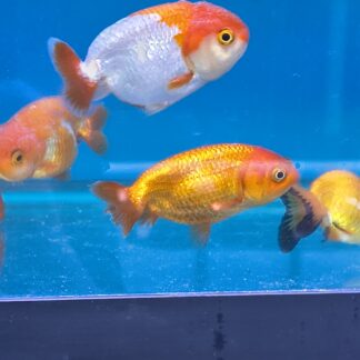 Premium Ranchu Goldfish – High-Quality Fancy Goldfish |Fish R Us