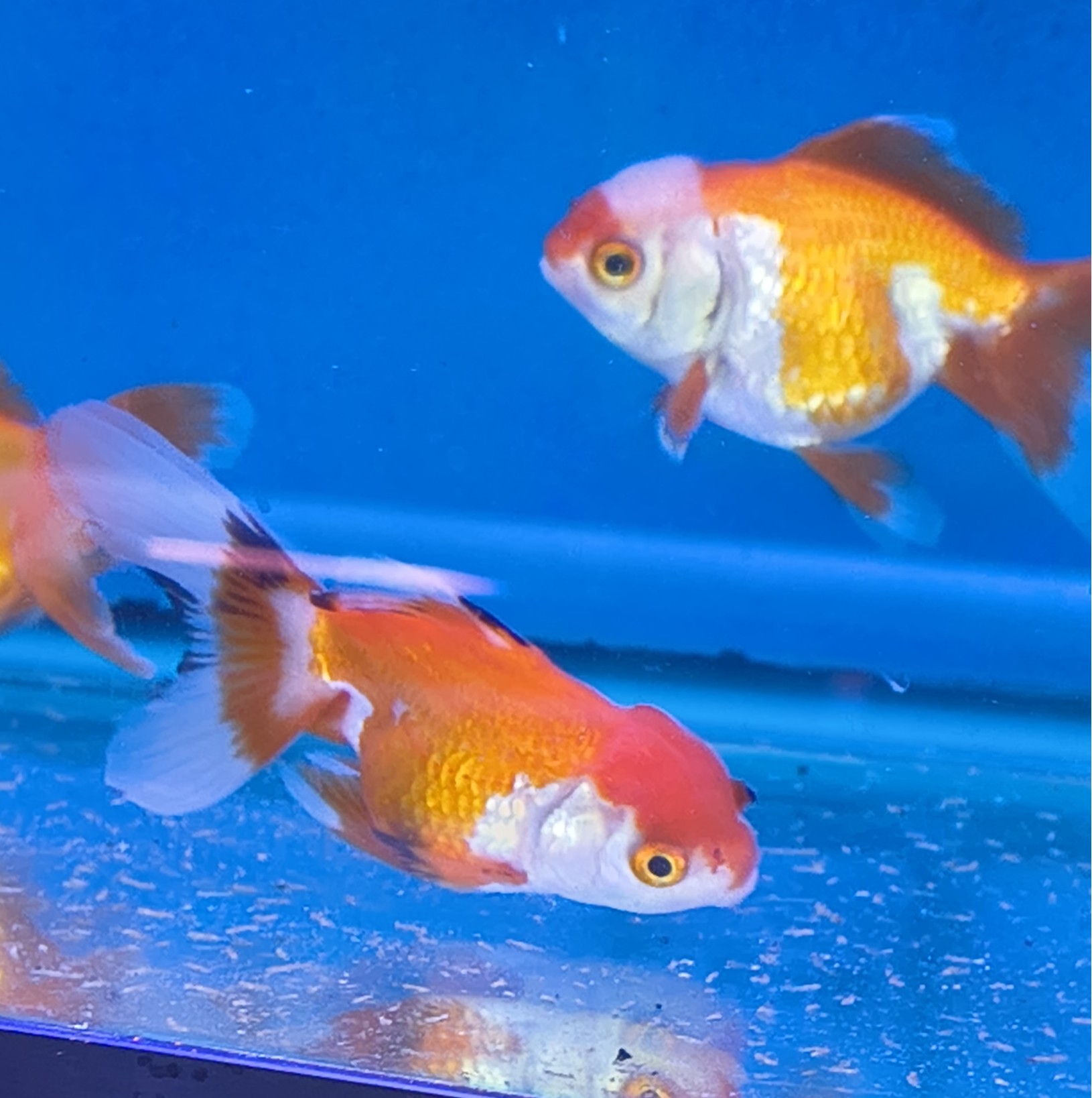 Premium Tricolor Oranda Goldfish - Shanghai Imported | Fish R Us - Image 5