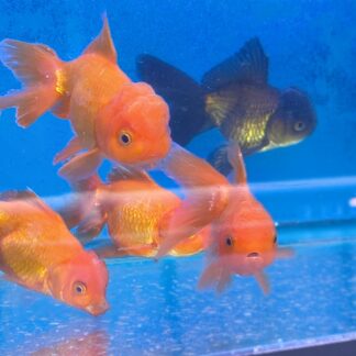 Goldfish