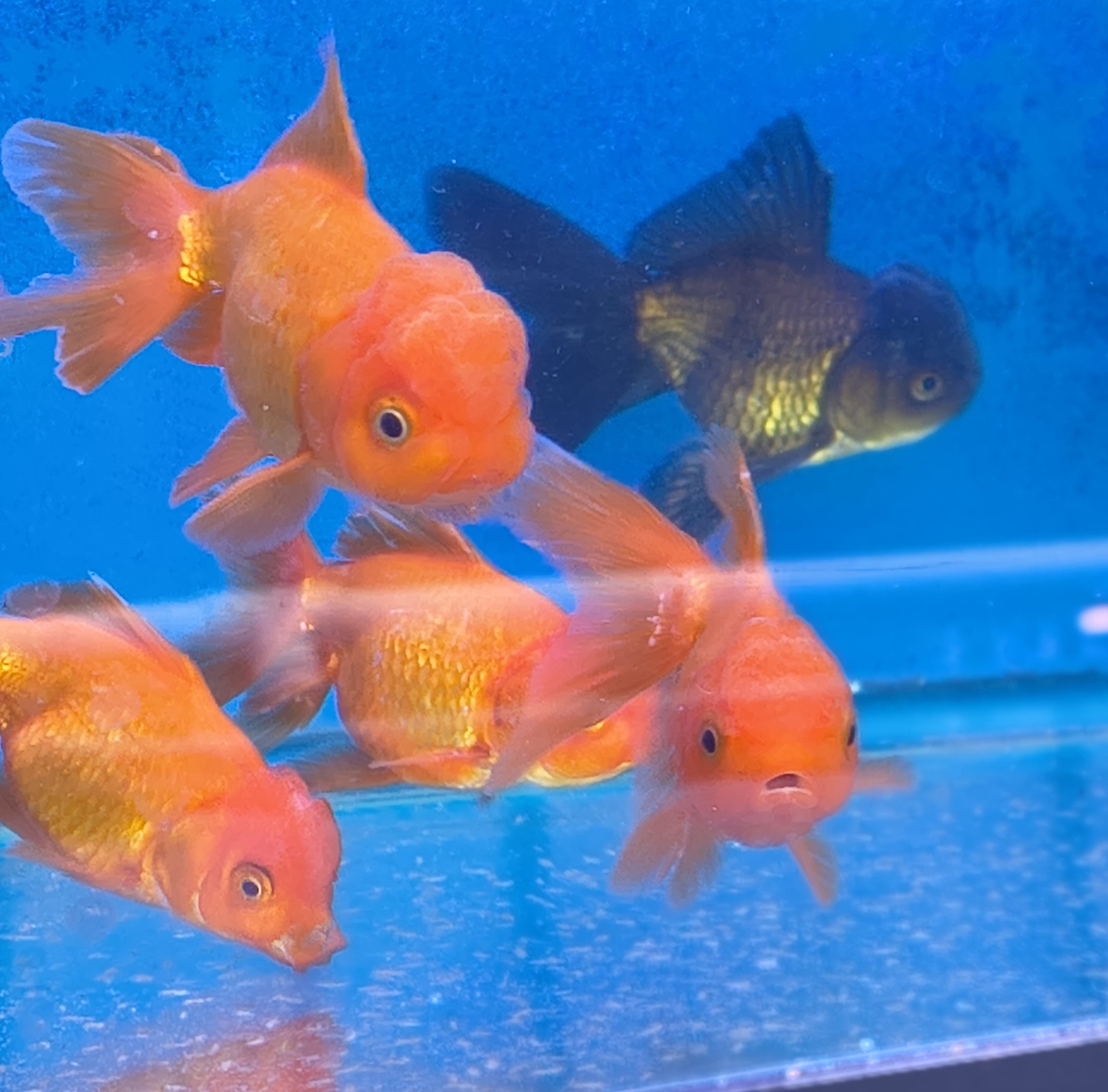 Premium Tricolor Oranda Goldfish - Shanghai Imported | Fish R Us - Image 6
